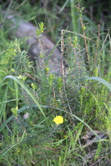 Hibbertia exutiacies