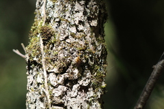 Callicera