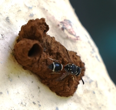 Paraleptomenes miniatus