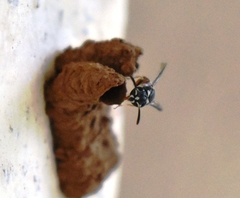 Paraleptomenes miniatus