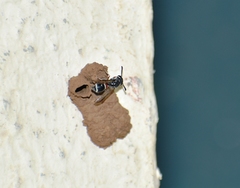 Paraleptomenes miniatus