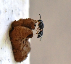 Paraleptomenes miniatus