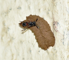 Paraleptomenes miniatus