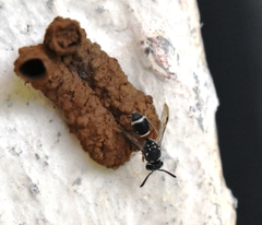 Paraleptomenes miniatus