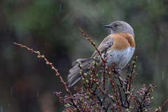Prunella rubeculoides