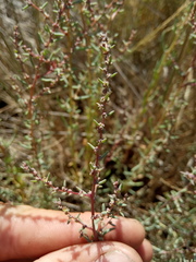 Suaeda acuminata