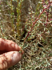 Suaeda acuminata