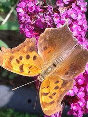 Polygonia interrogationis