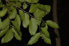 Celtis paniculata