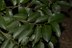 Celtis paniculata