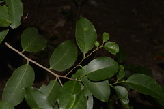 Celtis paniculata