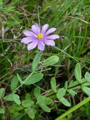 Sabatia gentianoides