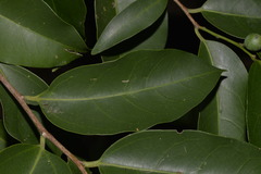 Celtis paniculata