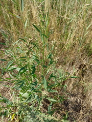 Atriplex patens