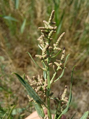 Atriplex patens