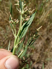 Atriplex patens