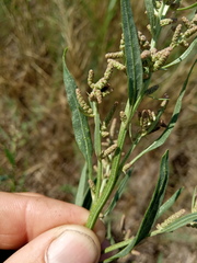 Atriplex patens