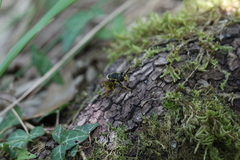 Callicera