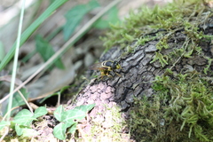 Callicera