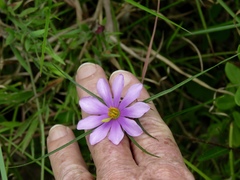 Sabatia gentianoides