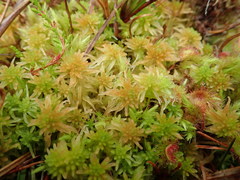 Sphagnum fallax