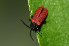 Pyropterus nigroruber