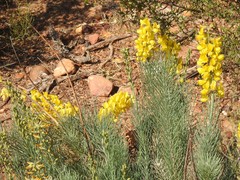 Lebeckia sepiaria
