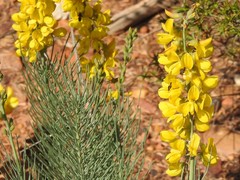 Lebeckia sepiaria