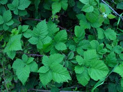 Rubus latifolius