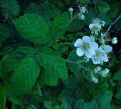 Rubus latifolius