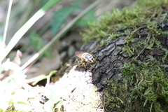 Callicera