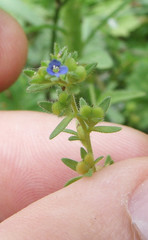 Veronica verna