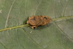 Balala