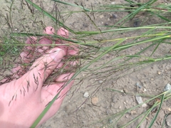 Eragrostis albensis