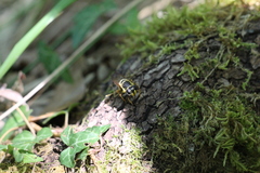 Callicera