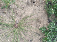 Eragrostis albensis