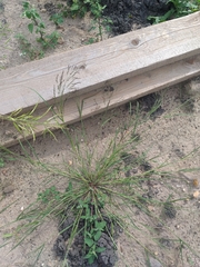 Eragrostis albensis