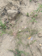 Eragrostis albensis