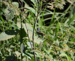 Conirostrum albifrons