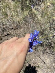 Penstemon cyaneus