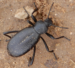 Eleodes sponsa
