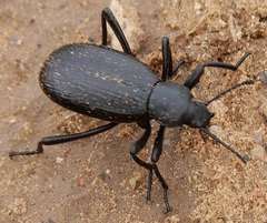 Eleodes sponsa