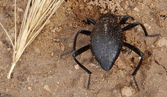 Eleodes sponsa