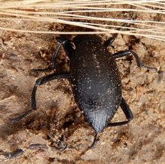 Eleodes sponsa