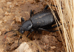 Eleodes sponsa