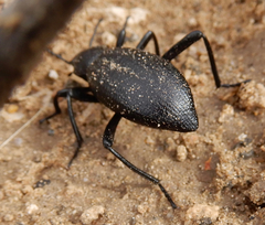 Eleodes sponsa