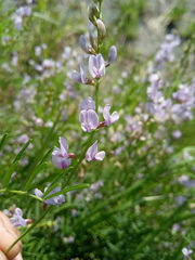 Astragalus sulcatus