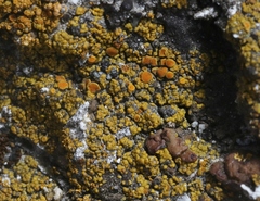 Polycauliona bolacina