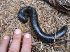 Acladocricus philippinus