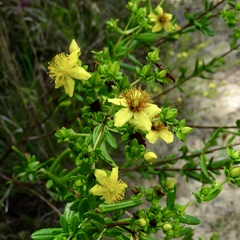 Hypericum lobocarpum